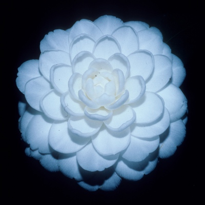 Satsuma